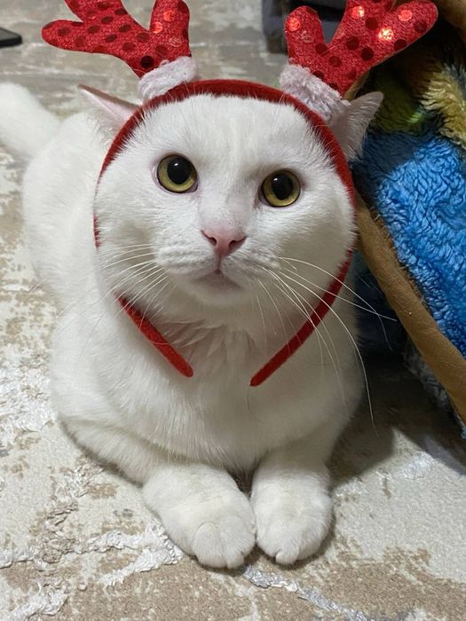 Ищем опытную кошечку для вязки!