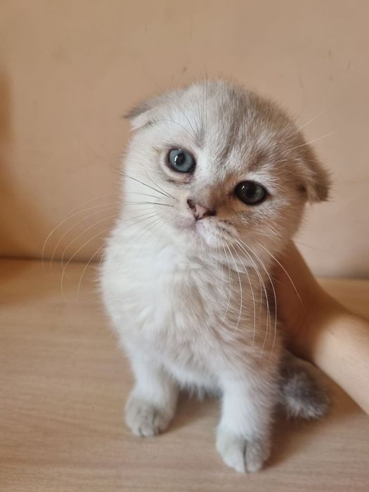Породистый котёнок Zotdor mushuk bolasi Skottish fold silver