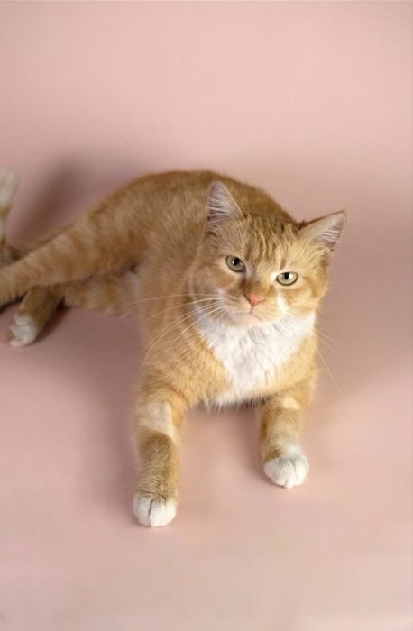 Бро Броша Брошенька