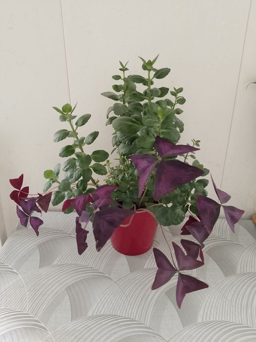 Комн. цветы: каланхоэ, бабочки, алоэ