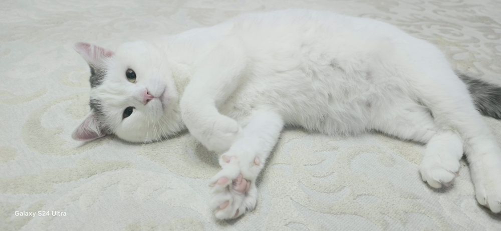 Кошка, мальчик 1 годик кастрирован