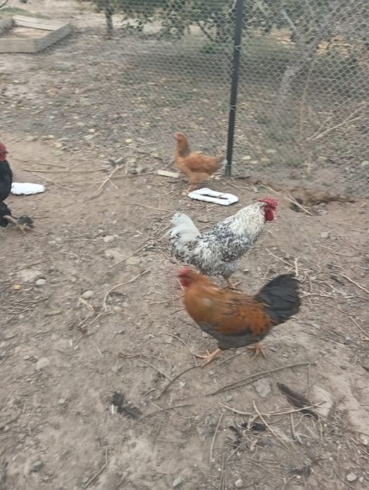 Продам петухов породистых