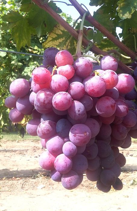 Vând struguri de vin producție 2026
