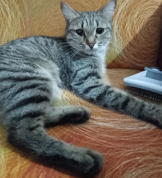 Мысықтар сатылады.