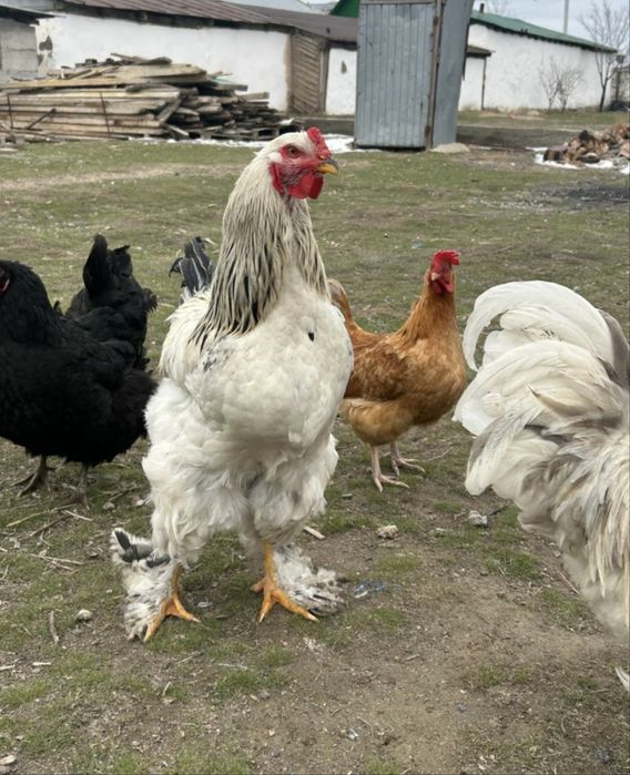 Продам молодого петуха брама