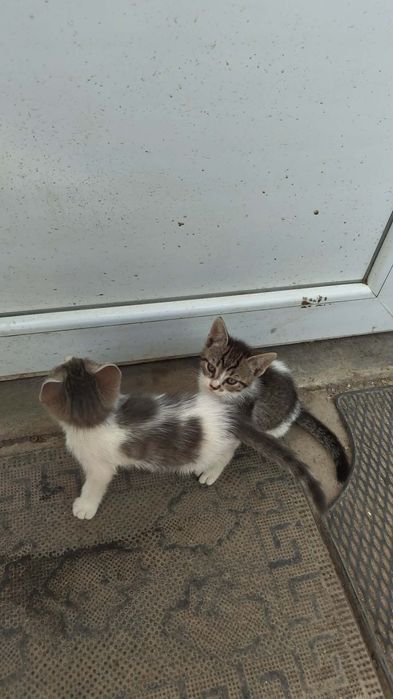 Spre adoptie frate si sora