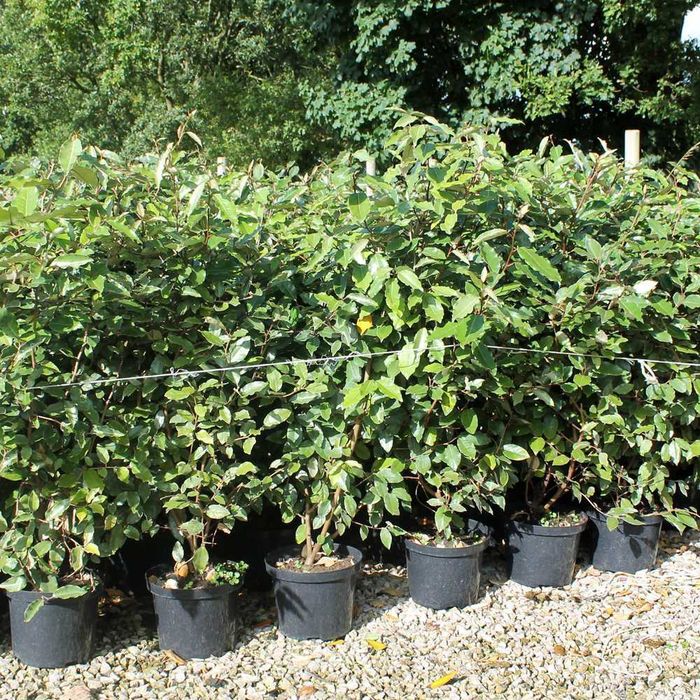 Euonimus eleagnus  Photinia vesnic verde