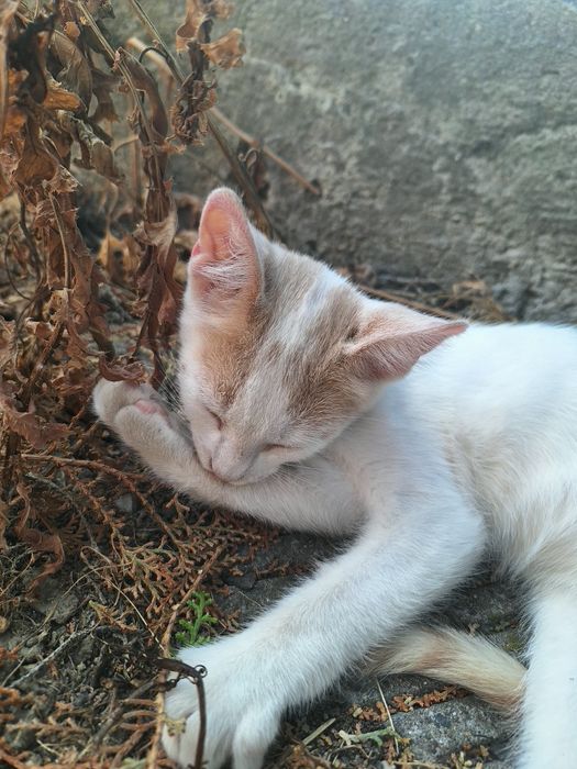 Подарявам 2 котета