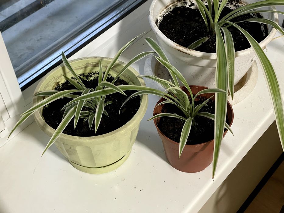 Хлорофитум, Spider Plant