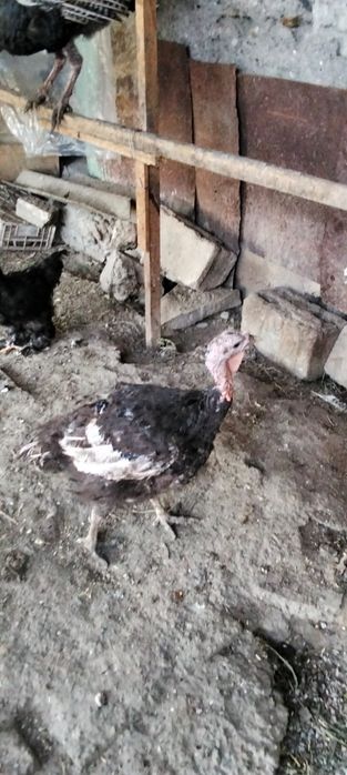 Продам индюков самца и 3самки