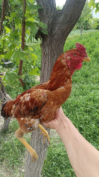 Куланги Хуроз сотилади , 2025 август жужаси