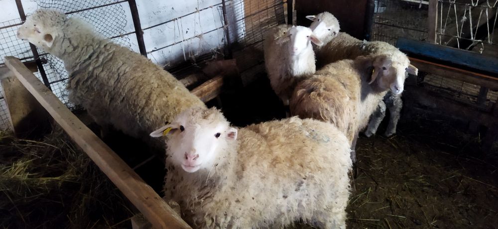 Саулық қой, тоқтылар сатылады.