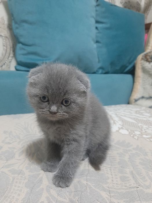 3 ойли ўғил Скоттиш Фолд.  Ўғил