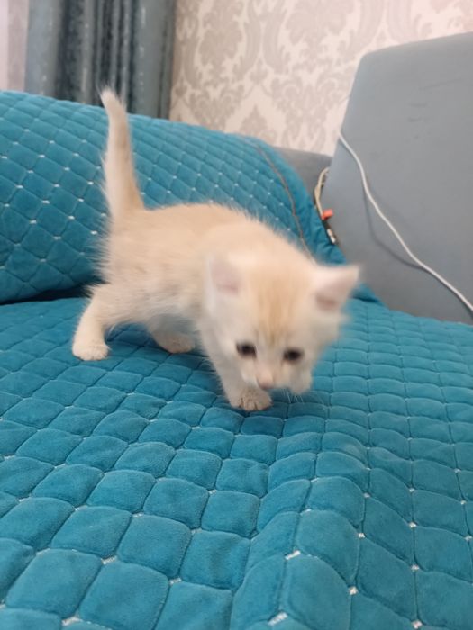 Отдам даром котенка
