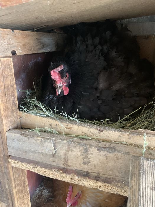 Прадается Куры Квочки молодые