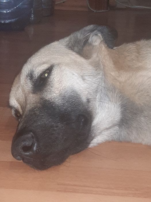 Пес для охраны дома бесплатно