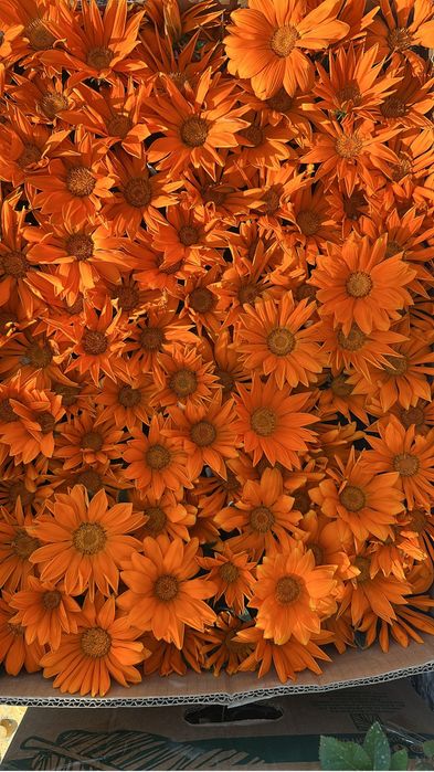 Оптом петунья,бархатцы