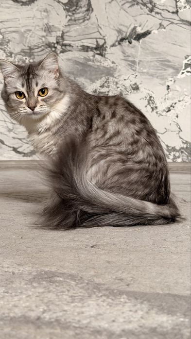 Отдам кошку ! В хорошие руки !