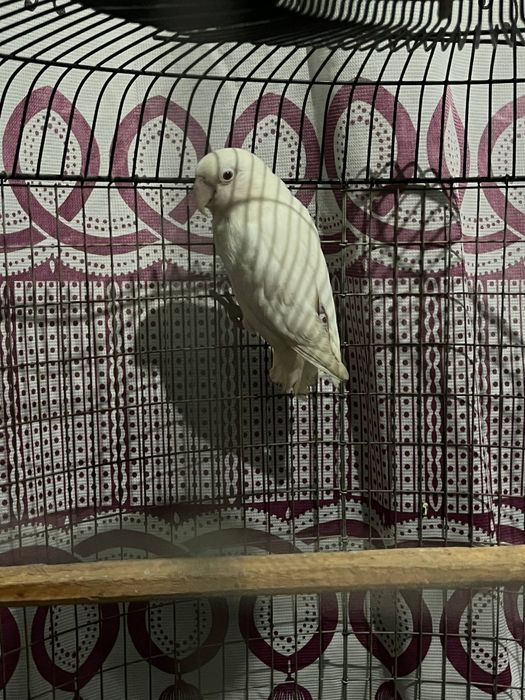 Продаються попугай порода неразлучники