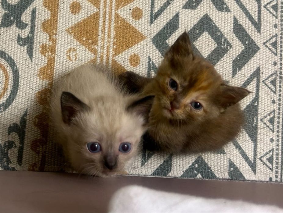 Отдам котят в хорошие руки!