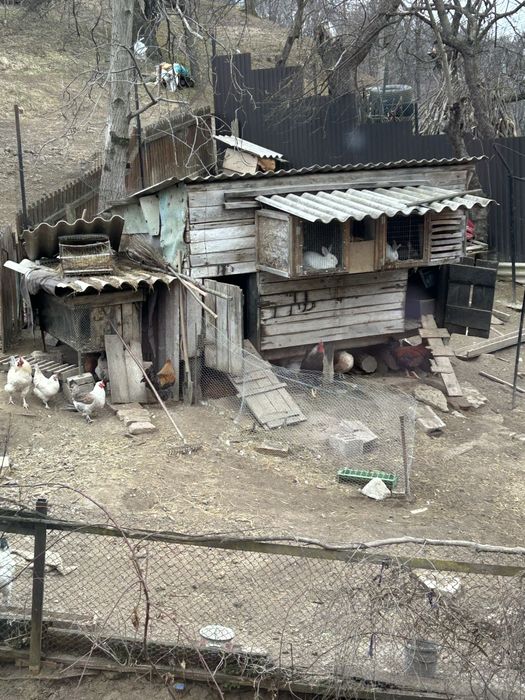 Oua Gaina De Vanzare