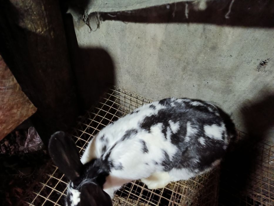 Продается кролиха