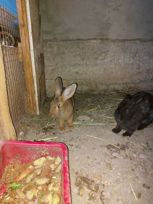 Коян сатылады самка самец