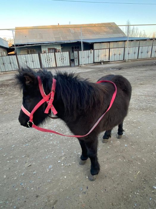 Срочно продам пони