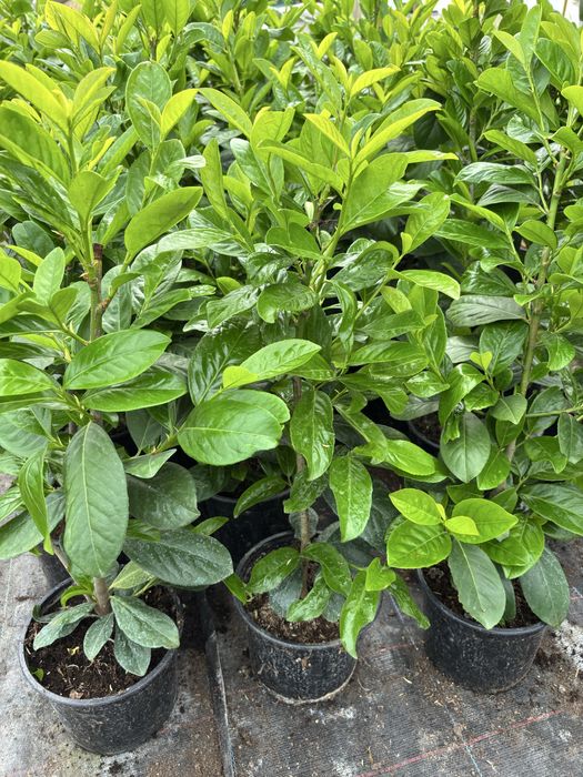 Photinia, Prunus, Iarba albastra, Lonicera