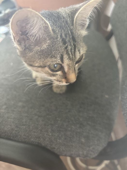 Маленький котенек ищет себе дом