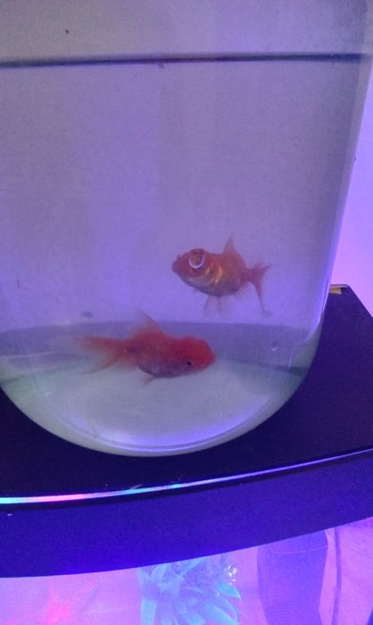 Акфоруюм сотилади янги олинган 2 баликчасини текинга кушиб бераман