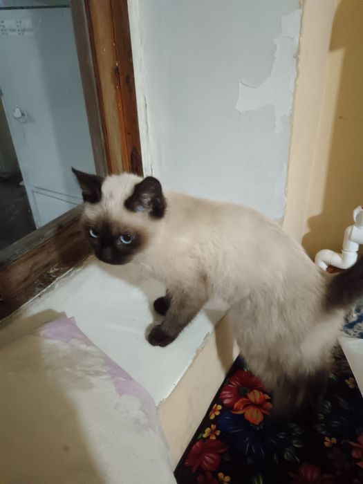 Котенок домашний приучены