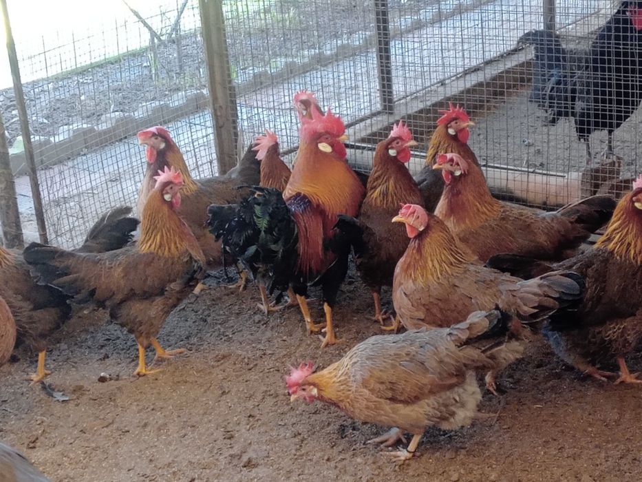 Ouă de găini italiene ptr incubat.