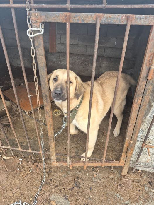 Продам алобая 7 месяцев