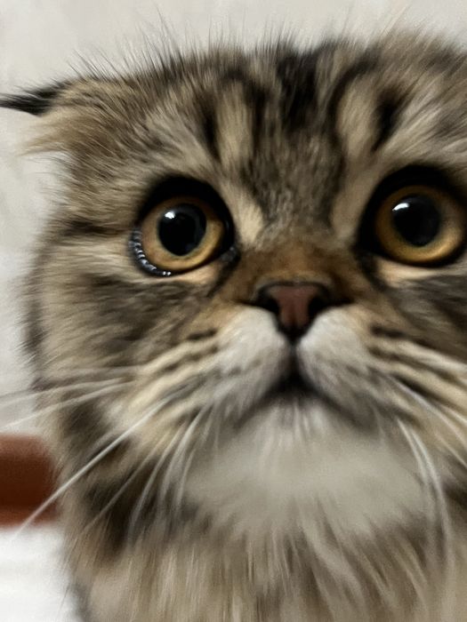 Барсик сотилади 6 ойлик