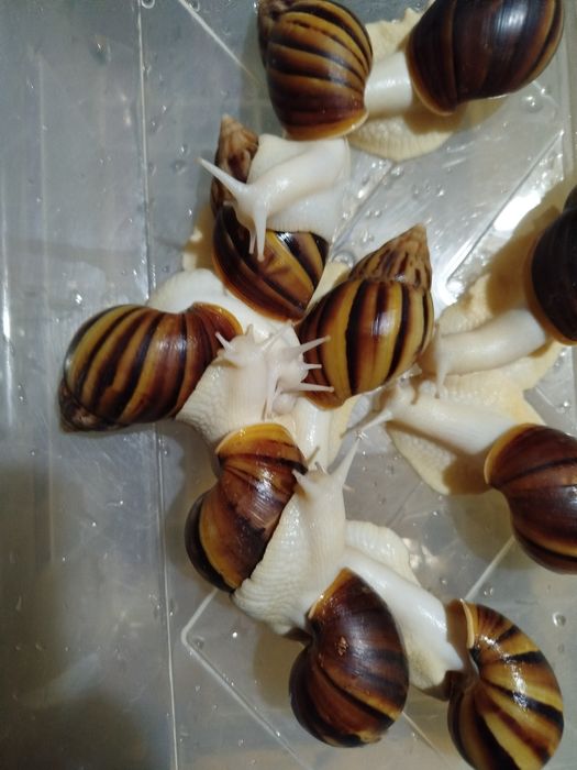 Улитки и яйца улиток ахатины фулики Альбино боди 10 000 сум