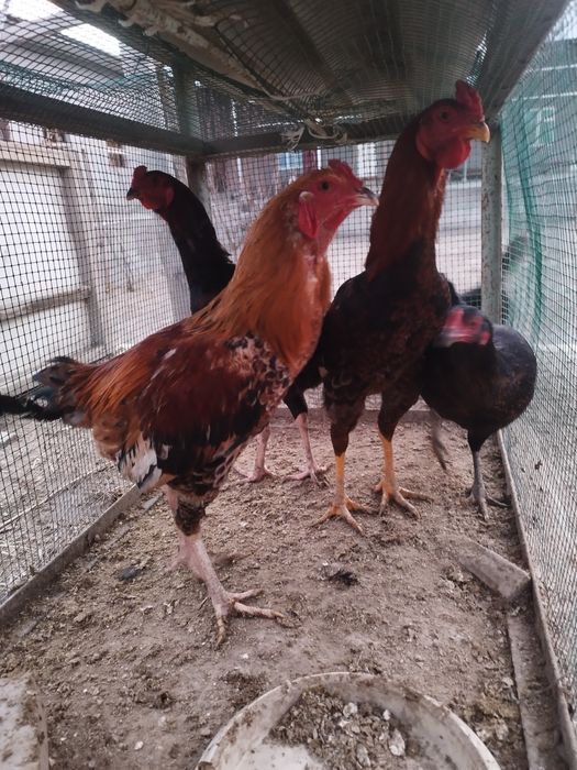 Хуроз  товуклар сотилади ёш