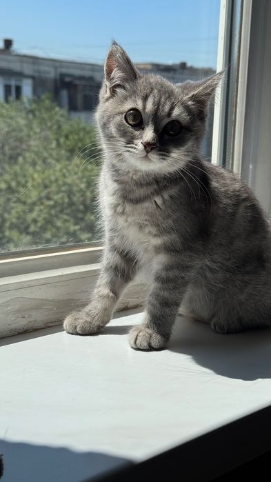 Котенок девочка 3,5мнс