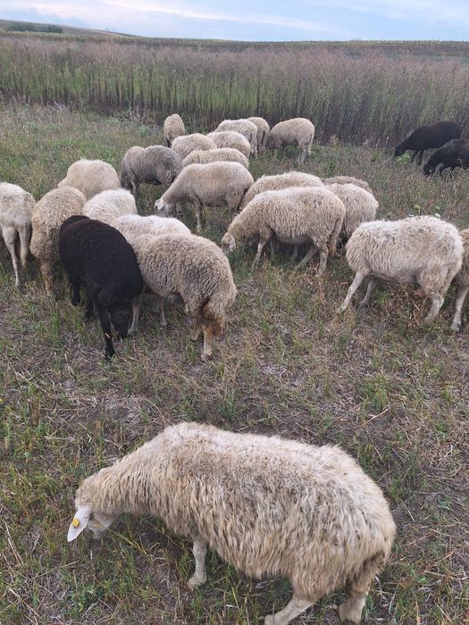 Vând 20 de oi rasa Sarda