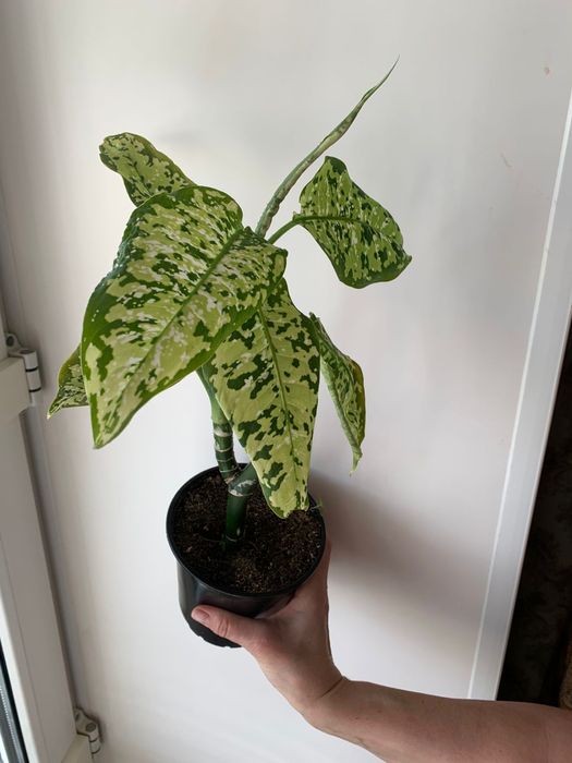 Продам комнатные цветы