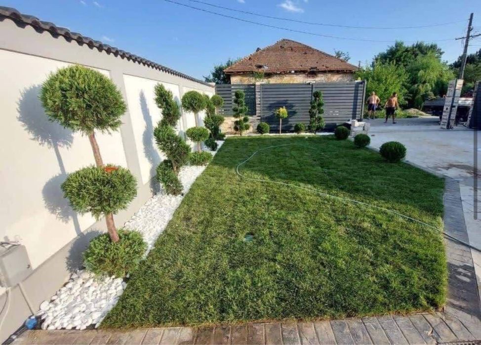 Gazon rulou ,  plante ornamentale