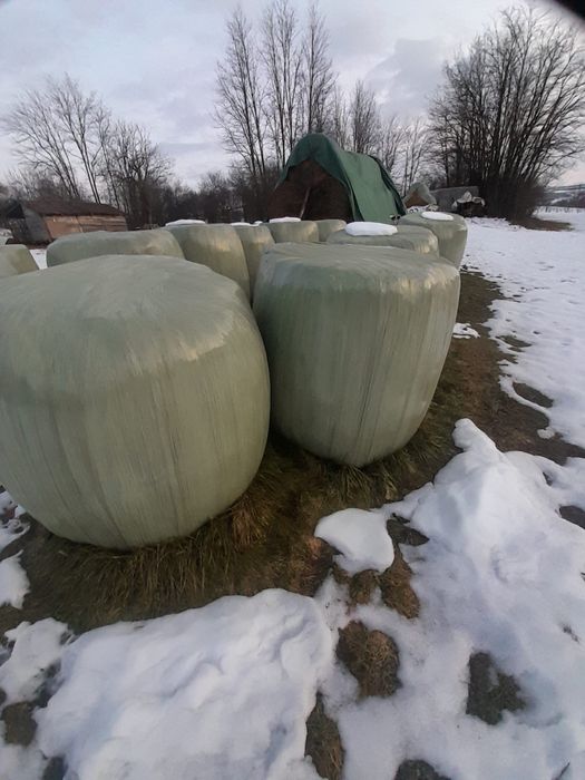 Baloti de lucerna infoliati