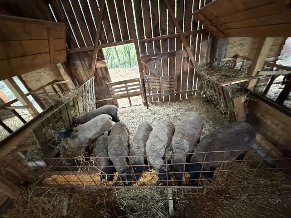 Vand mielute suffolk cu certificat de origine