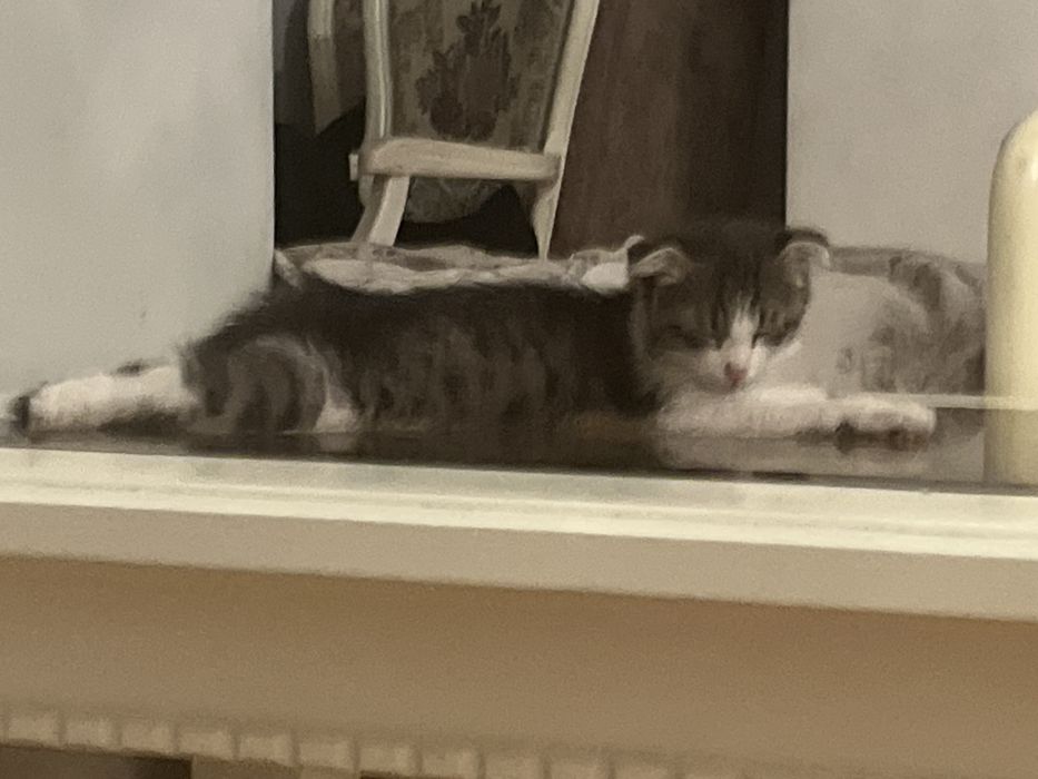 Котёнок 2 месяца