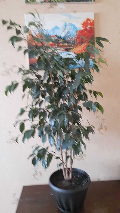 Фикус  Бенжамина в горшке