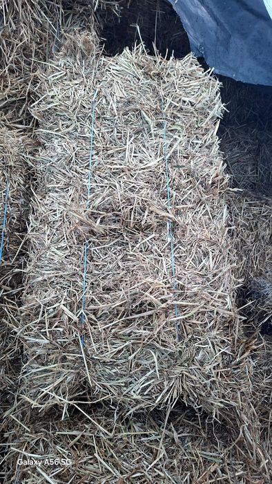 Vând 100 de baloti de orzoaica cosita preț 20 lei balotu