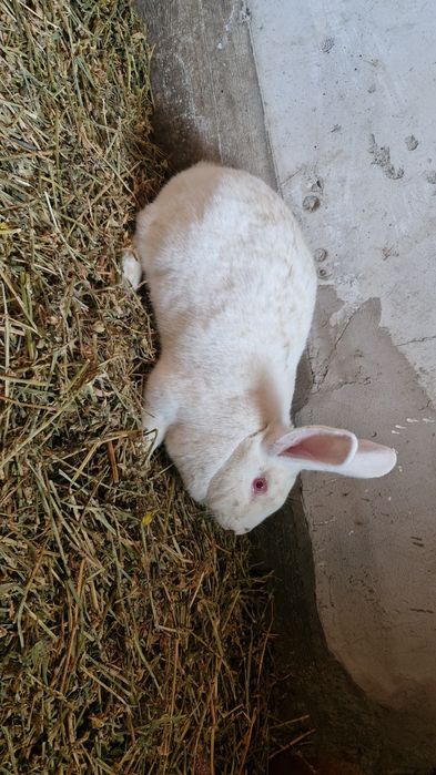 Iepuroaica de vanzare