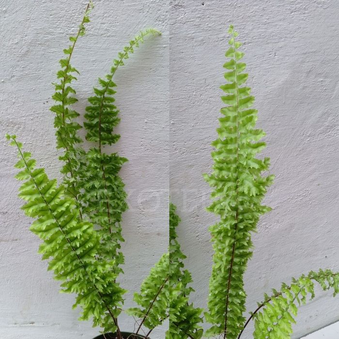 Папоротник Дассада. Ампельный сорт. Цветы для дома и офиса 
В наличии.