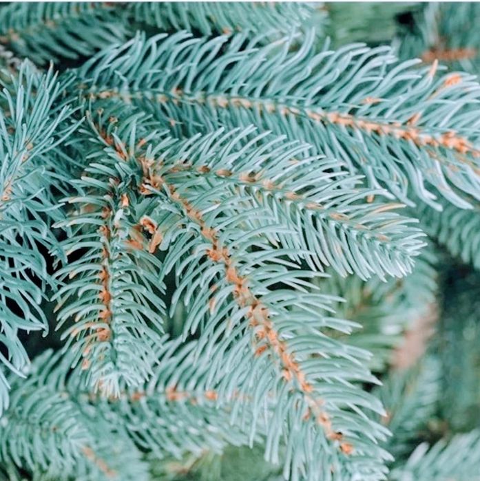 Новогодняя Елка Венера