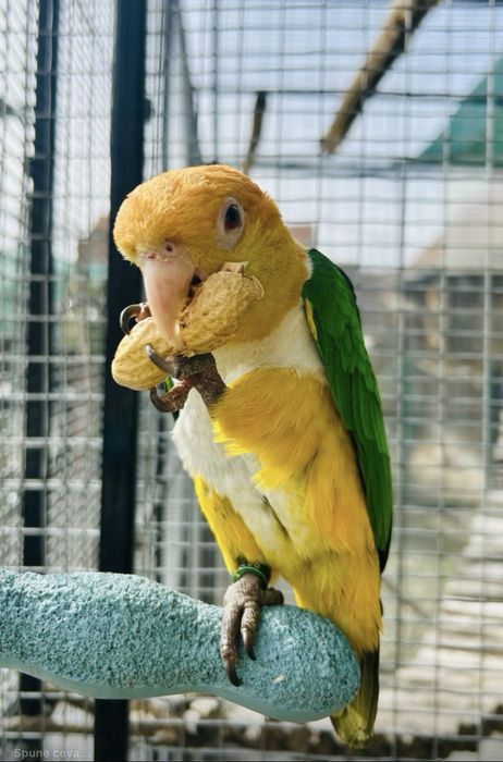 Vând pereche papagali caique